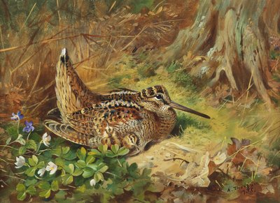 Una Agachadiza y Polluelos de Archibald Thorburn