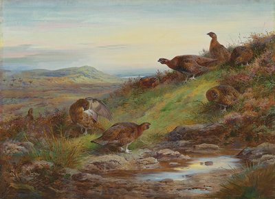 Una bandada de urogallos rojos junto a un manantial de Archibald Thorburn