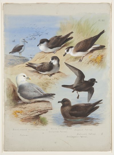 Albatros, petreles, pardela, fulmar, c.1915 de Archibald Thorburn