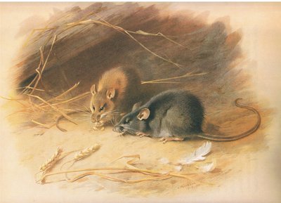 Rata alejandrina y rata negra, de los mamíferos de Thorburn publicado por Longmans and Co, c. 1920 de Archibald Thorburn