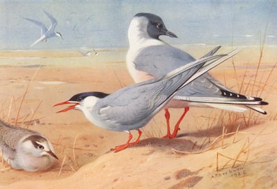 Charrán ártico (adulto y joven), Gaviota de Bonaparte (litografía en color) de Archibald Thorburn