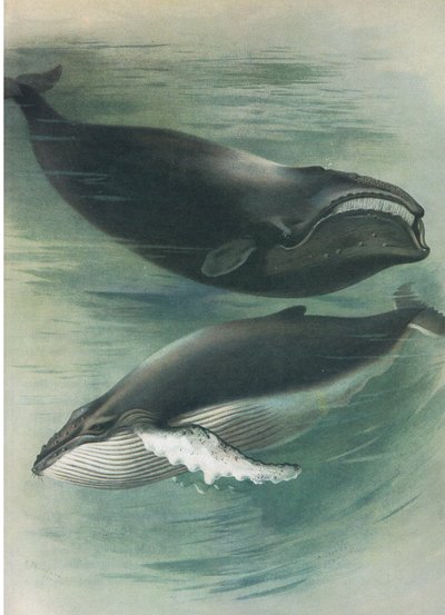 Ballena blanca atlántica y ballena jorobada, de los mamíferos de Thorburn publicados por Longmans and Co, c. 1920 de Archibald Thorburn