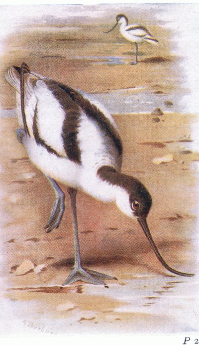 Avoceta, de Aves de las Islas Británicas y sus Huevos publicado por Frederick Warne & Co Ltd, 1958 de Archibald Thorburn