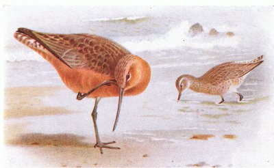 Aguja Colipinta, de Aves de las Islas Británicas y Sus Huevos publicado por Frederick Warne & Co Ltd, 1958 de Archibald Thorburn