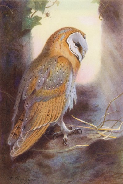 Lechuza (litografía en color) de Archibald Thorburn