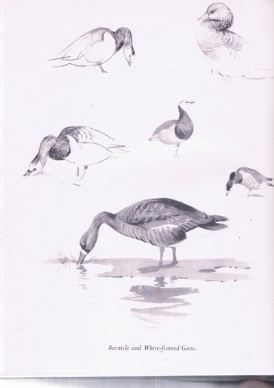 Gansos barnacla y de frente blanca de Archibald Thorburn
