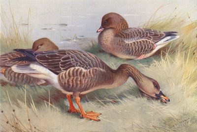 Ansar común (litografía en color) de Archibald Thorburn