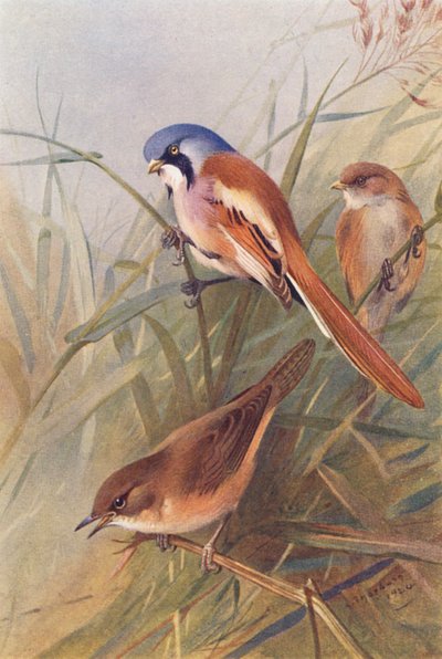 Herrerillo común (macho y hembra), Curruca rabilarga (litografía en color) de Archibald Thorburn