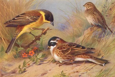 Escribano de cabeza negra, Escribano de maíz, Escribano rústico (litografía en color) de Archibald Thorburn