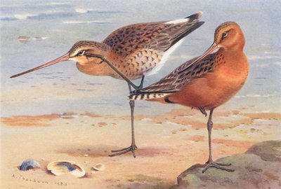 Aguja colinegra (verano), Aguja colipinta (verano) (litografía en color) de Archibald Thorburn