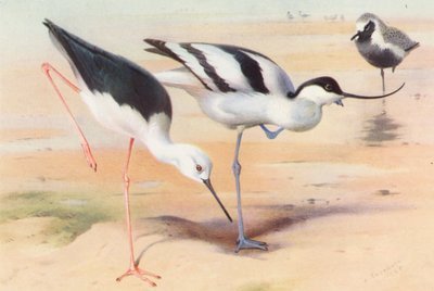 Cigüeñuela común, avoceta común, chorlitejo gris (verano) (litografía en color) de Archibald Thorburn