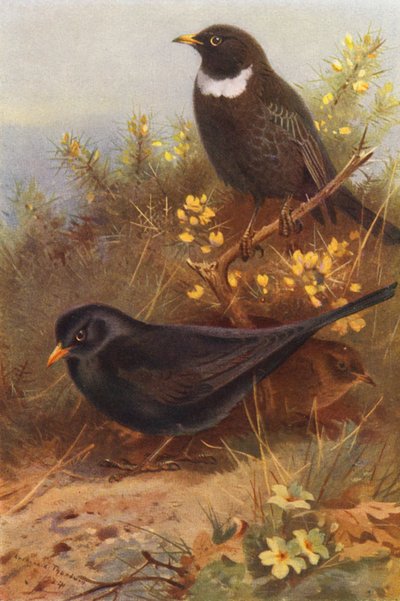 Pájaro negro (macho y hembra), Ring-Ouzel (litografía en color) de Archibald Thorburn