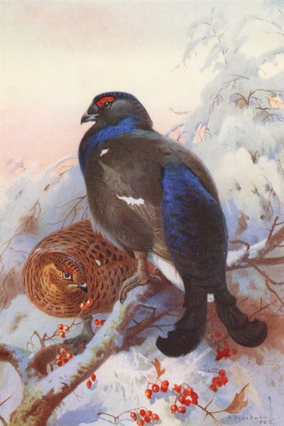 Urogallo negro (macho y hembra) (litografía en color) de Archibald Thorburn