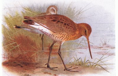 Aguja Colinegra, de Aves de las Islas Británicas y Sus Huevos publicado por Frederick Warne & Co Ltd, 1958 de Archibald Thorburn