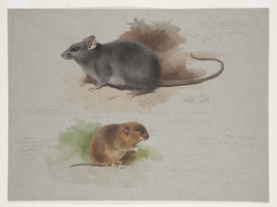 Rata negra y topillo de Orkney, c.1915 (acuarela y gouache sobre lápiz en papel) de Archibald Thorburn