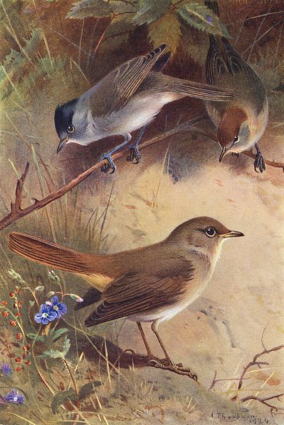 Curruca capirotada (macho y hembra), Ruiseñor (litografía en color) de Archibald Thorburn