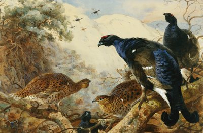 Urogallo de Archibald Thorburn