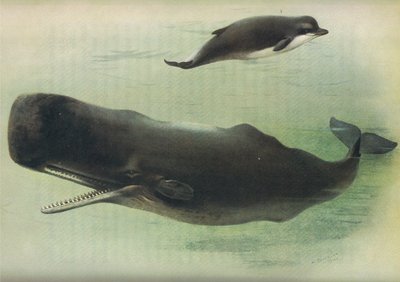 Ballena nariz de botella y cachalote, de los mamíferos de Thorburn publicado por Longmans and Co, c. 1920 de Archibald Thorburn