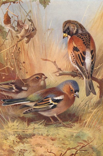 Pinzón vulgar, Pinzón vulgar (macho y hembra) (litografía en color) de Archibald Thorburn