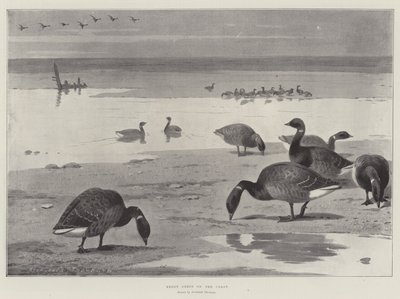 Gansos Brent en la costa de Archibald Thorburn