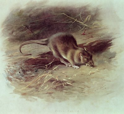Rata Marrón (Rattus norvegicus) 1918 de Archibald Thorburn