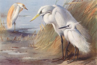 Garza real, Garza blanca, Garceta común (litografía en color) de Archibald Thorburn