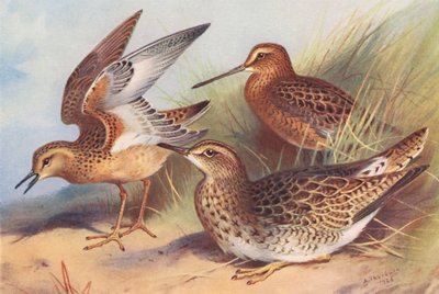 Tryngites subruficollis, agachadiza cuellirroja, correlimos gordo (litografía en color) de Archibald Thorburn
