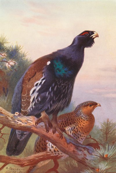 Urogallo (macho y hembra) (litografía en color) de Archibald Thorburn