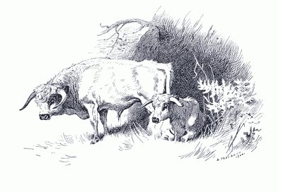 Ganado, de Mamíferos de Thorburn publicado por Longmans and Co, c. 1920 de Archibald Thorburn