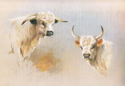 Toro de Chartley y toro de Chillingham, de los mamíferos de Thorburn publicado por Longmans and Co, c. 1920 de Archibald Thorburn