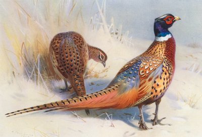 Faisán chino de cuello anillado (macho y hembra) (litografía en color) de Archibald Thorburn