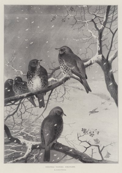 Visitantes de Navidad, Zorzales de Archibald Thorburn