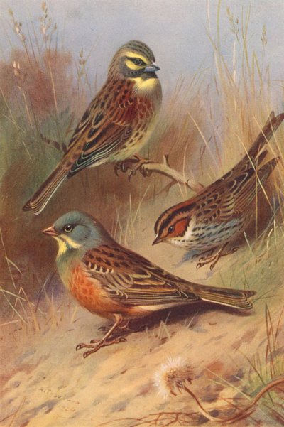 Escribano soteño, Escribano chico, Hortelano (litografía en color) de Archibald Thorburn