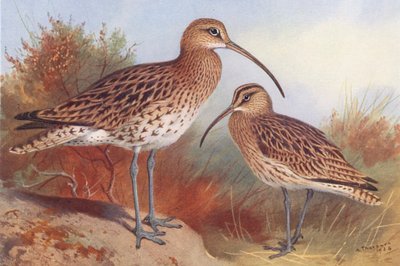 Zarapito real, Zarapito trinador (litografía en color) de Archibald Thorburn