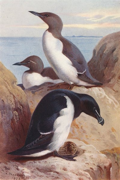 Arao común, Alca común (litografía en color) de Archibald Thorburn