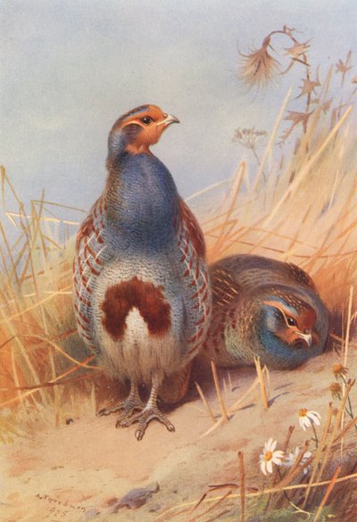 Perdiz común (macho y hembra) (litografía en color) de Archibald Thorburn