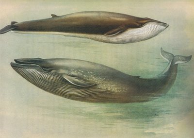 Rorcual común, rorcual de Sibbald o ballena azul, de los mamíferos de Thorburn publicado por Longmans and Co, c. 1920 de Archibald Thorburn