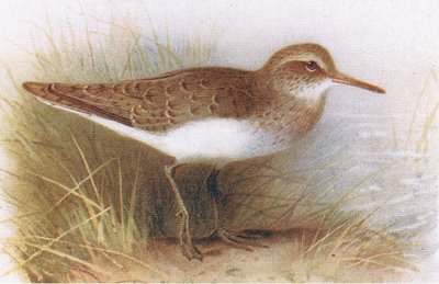 Andarríos Chico, de Aves de las Islas Británicas y Sus Huevos publicado por Frederick Warne & Co Ltd, 1958 de Archibald Thorburn
