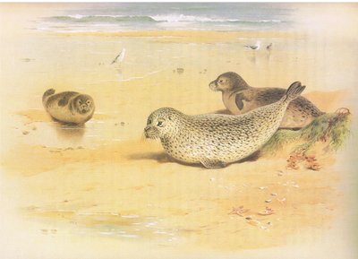 Foca común, de los mamíferos de Thorburn publicado por Longmans and Co, c. 1920 de Archibald Thorburn