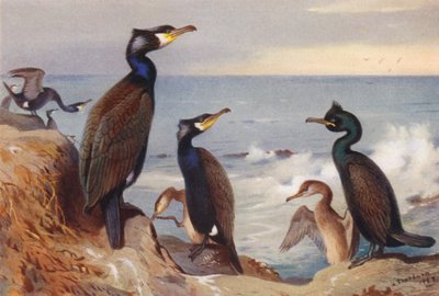 Cormorán (adulto e inmaduro), Cormorán moñudo (adulto e inmaduro) (litografía en color) de Archibald Thorburn
