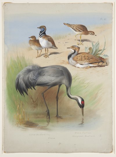 Grulla, alcaraván y avutardas, c.1915 (acuarela y gouache sobre lápiz en papel) de Archibald Thorburn