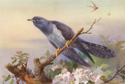 Cuco (litografía en color) de Archibald Thorburn