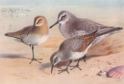 Zarapito real (inmaduro, otoño), Calidris canutus (invierno), Correlimos común (invierno) (litografía en color) de Archibald Thorburn