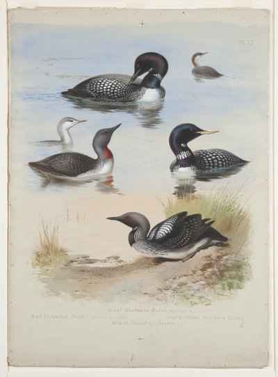 Buzos, c.1915 de Archibald Thorburn