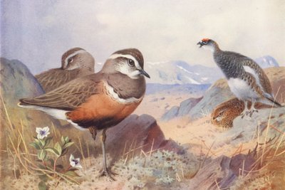 Dotterel, Ptarmigan (macho y hembra, verano) (litografía en color) de Archibald Thorburn