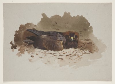 Águila en nido, c.1915 de Archibald Thorburn