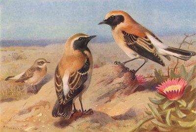 Collalba gris (hembra), Collalba negra, Collalba del desierto (litografía en color) de Archibald Thorburn