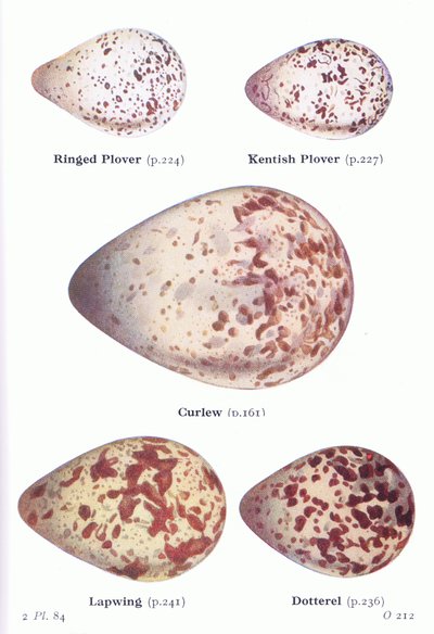 Huevos: Chorlitejo grande, Chorlitejo patinegro, Zarapito, Avefría, Chorlito carambolo, de Aves de las Islas Británicas y sus Huevos publicado por Frederick Warne & Co Ltd, 1958 de Archibald Thorburn