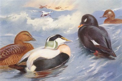 Pato de flojel (macho y hembra), Terciopelo (macho y hembra) (litografía en color) de Archibald Thorburn