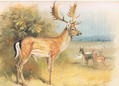 Gamo, de los mamíferos de Thorburn publicado por Longmans and Co, c. 1920 de Archibald Thorburn